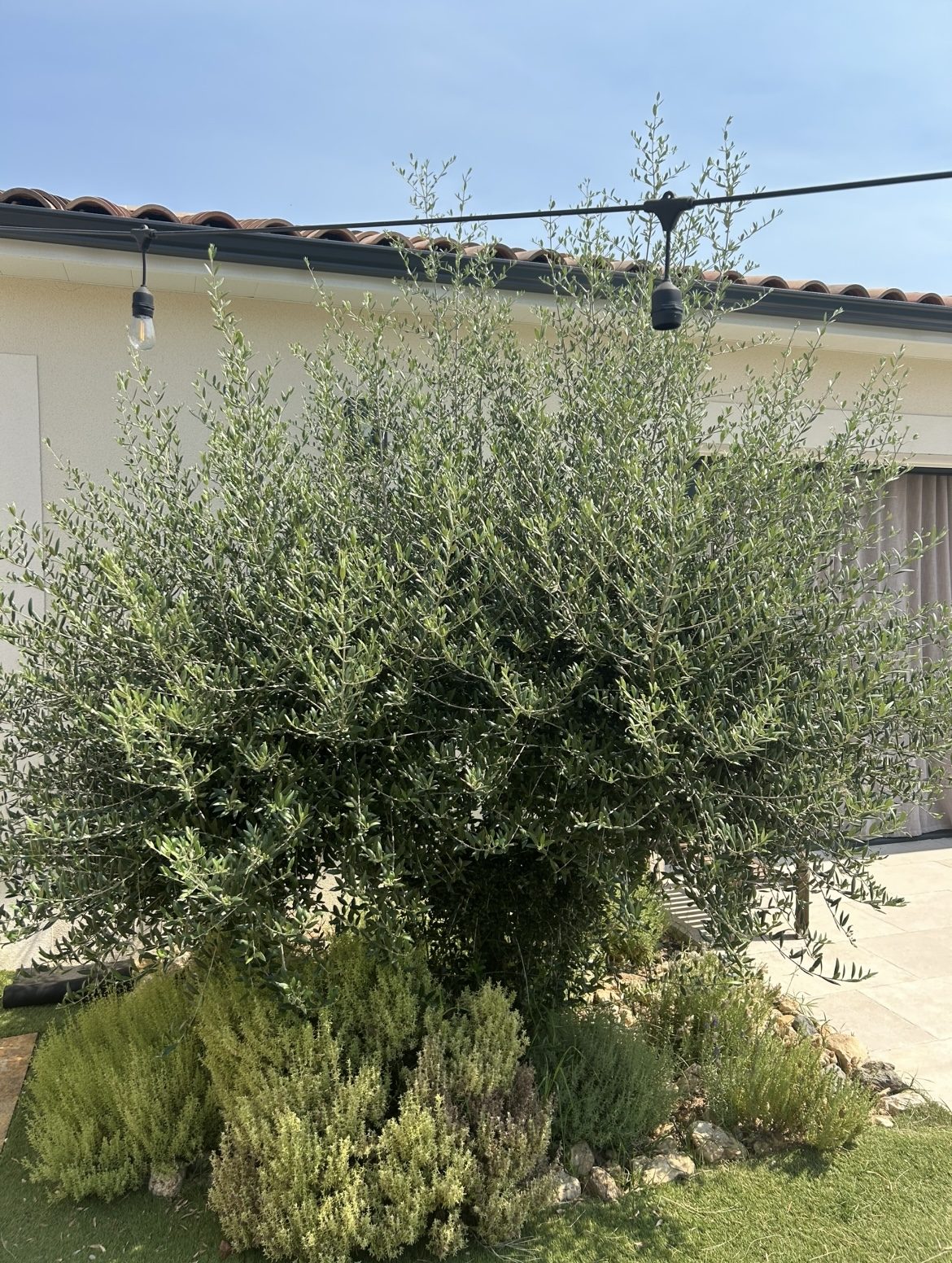 Olivier taillé dans un jardin résidentiel