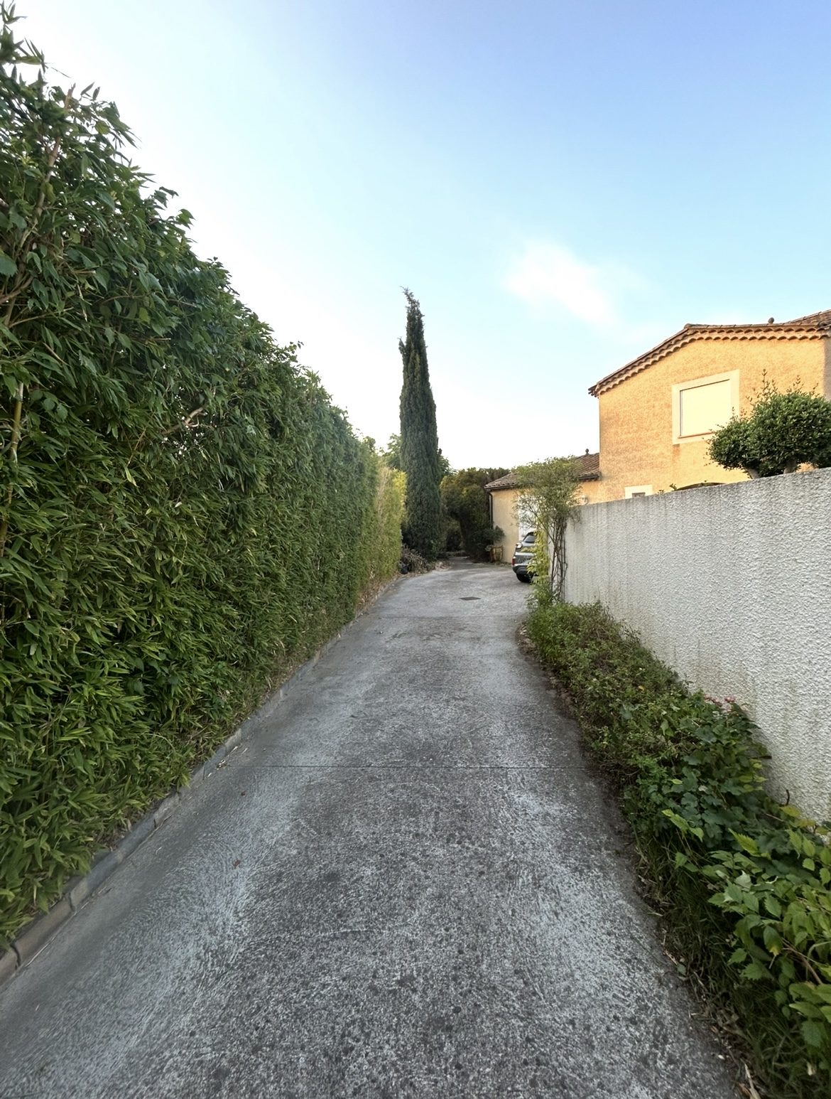 Allée bordée d'une haie et d'un cyprès